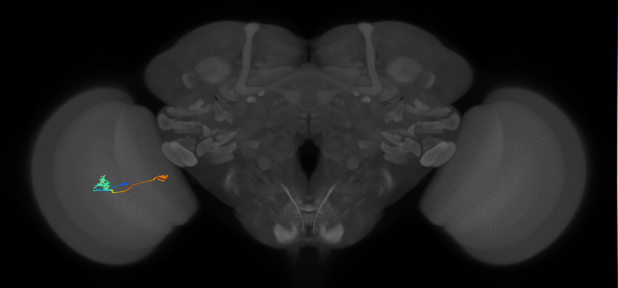 Tm29_L (MaleCNS:527487)