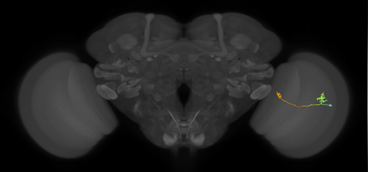 Tm29_R (MaleCNS:98033)