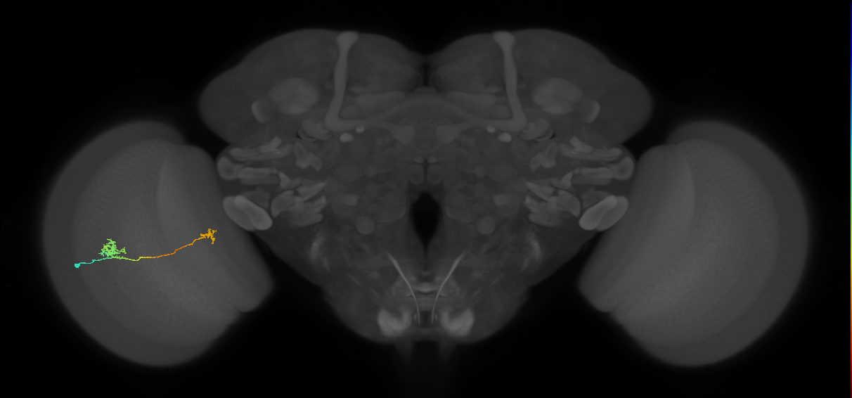 Tm29_L (MaleCNS:57107)