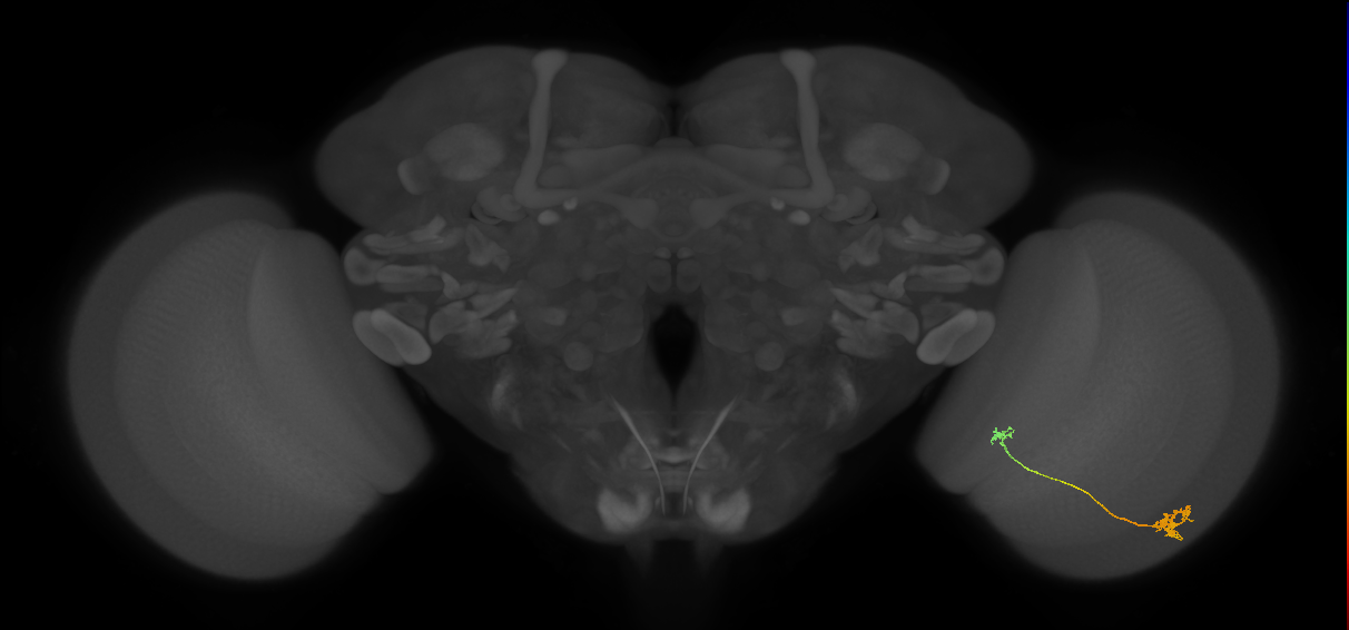 Tm29_R (MaleCNS:108527)