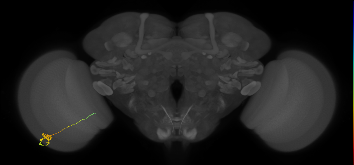 Tm29_L (MaleCNS:96579)