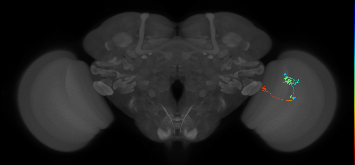 Tm29_R (MaleCNS:145757)
