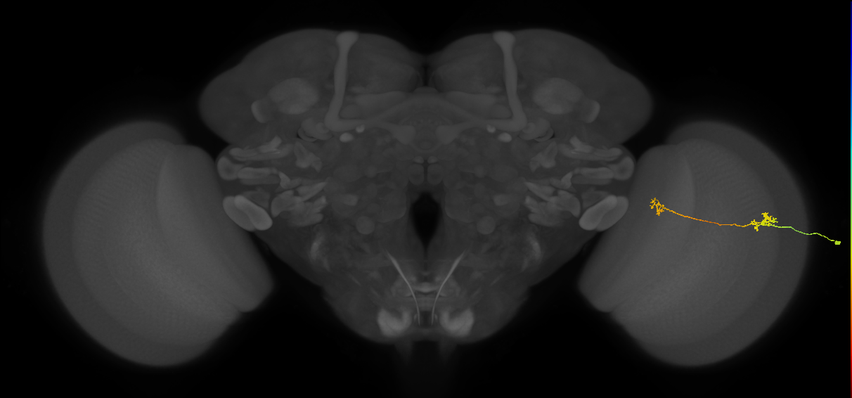 Tm29_R (MaleCNS:160434)