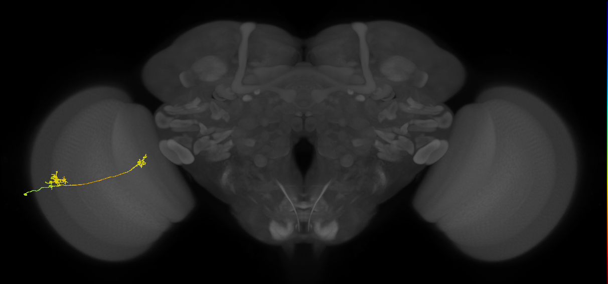 Tm29_L (MaleCNS:137134)
