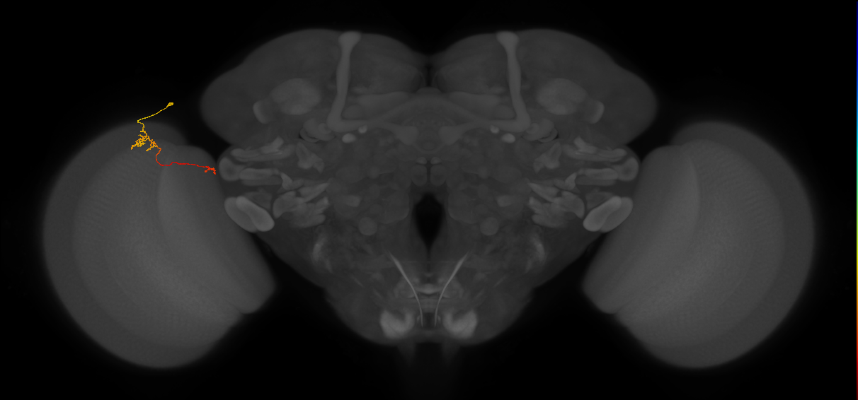 Tm29_L (MaleCNS:215511)