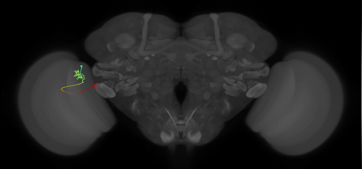 Tm29_L (MaleCNS:102069)
