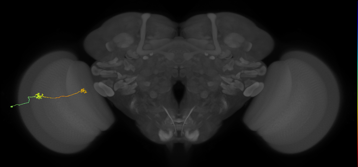 Tm29_L (MaleCNS:69517)