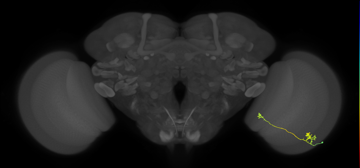 Tm29_R (MaleCNS:78456)