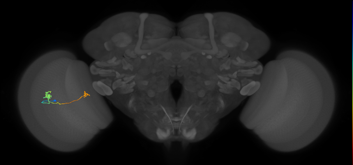 Tm29_L (MaleCNS:120711)