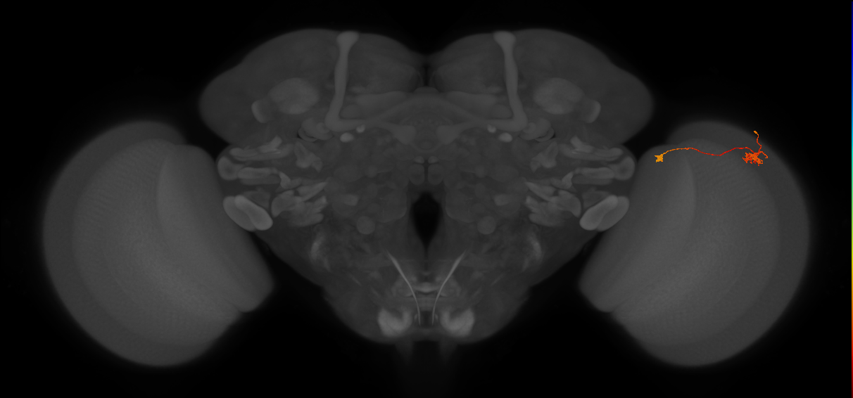 Tm29_R (MaleCNS:138833)