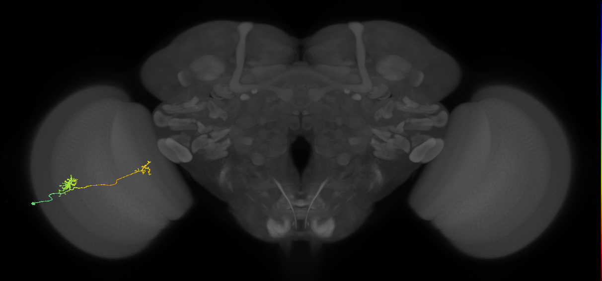 Tm29_L (MaleCNS:29305)