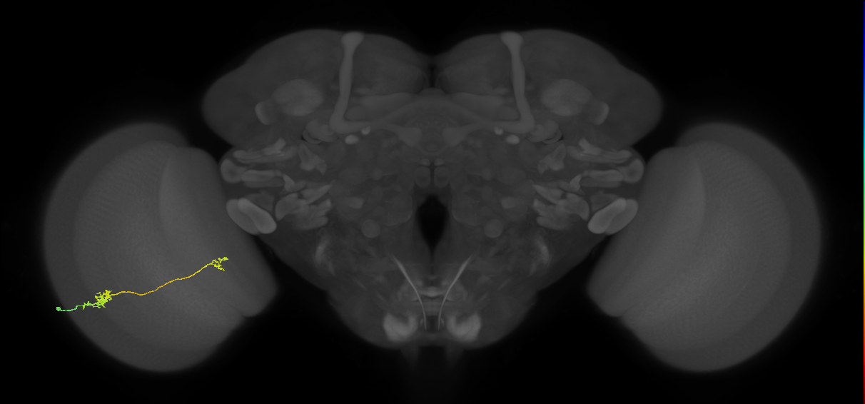 Tm29_L (MaleCNS:145016)