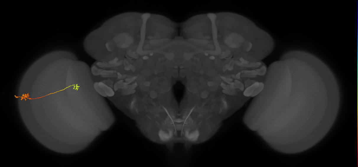 Tm29_L (MaleCNS:527088)