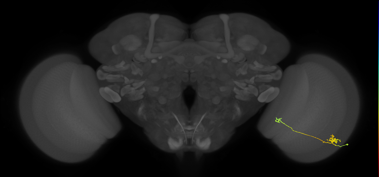 Tm29_R (MaleCNS:78901)