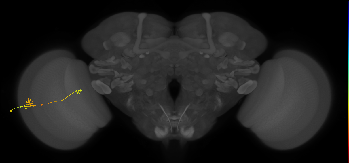 Tm29_L (MaleCNS:519804)