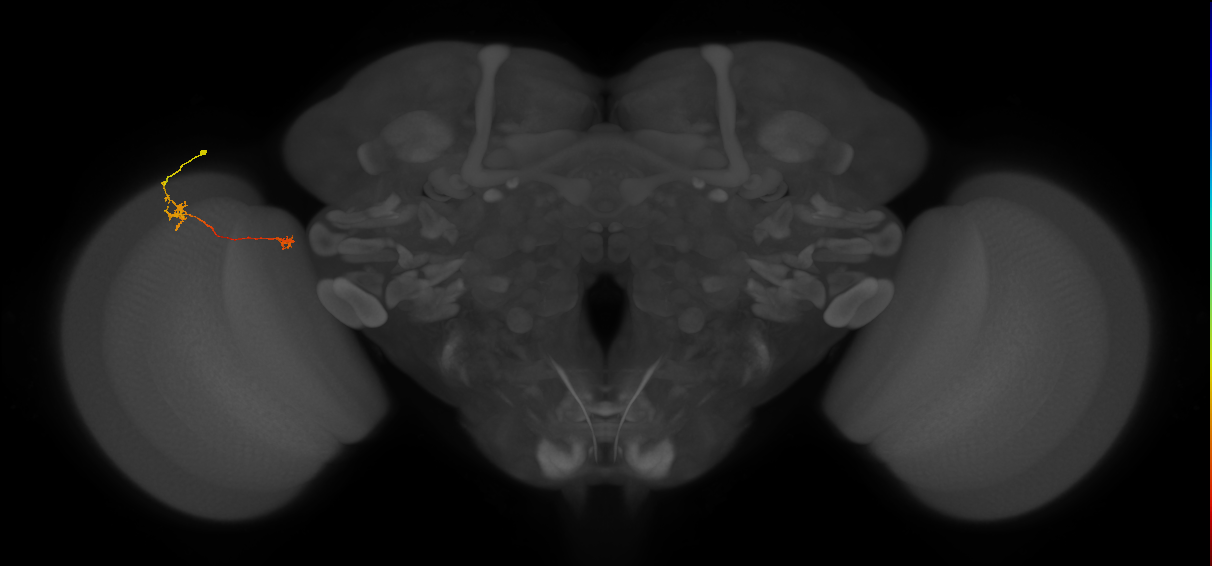 Tm29_L (MaleCNS:141378)
