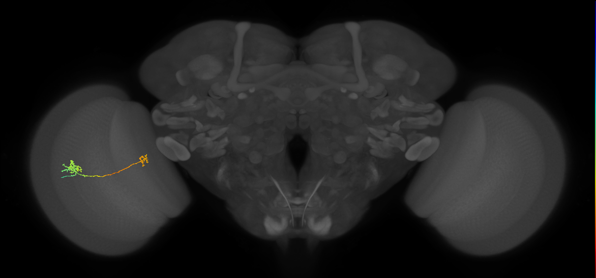 Tm29_L (MaleCNS:515509)