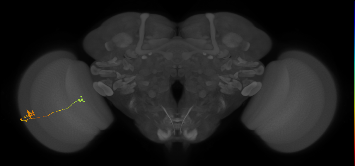 Tm29_L (MaleCNS:513720)