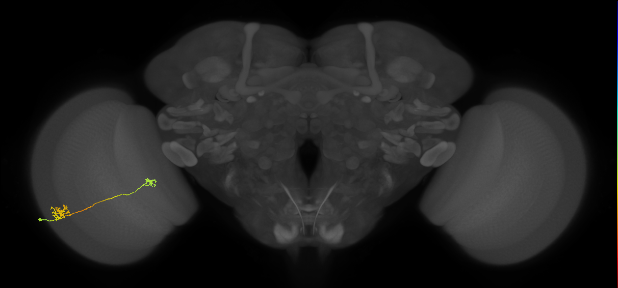 Tm29_L (MaleCNS:134355)