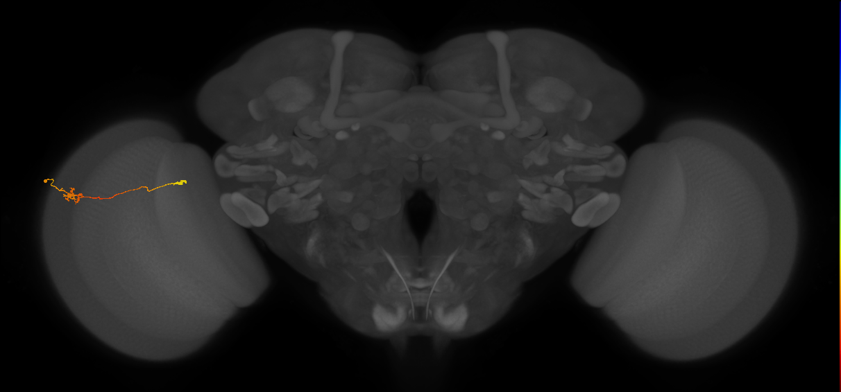 Tm29_L (MaleCNS:139256)
