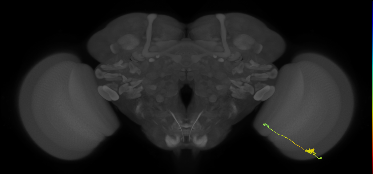 Tm29_R (MaleCNS:107893)