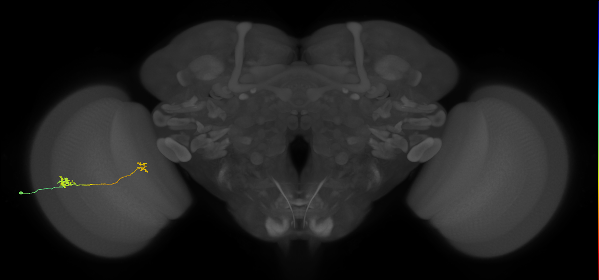 Tm29_L (MaleCNS:94778)