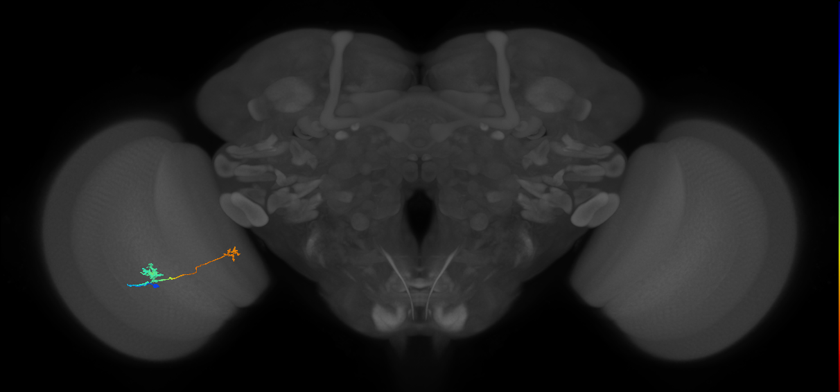 Tm29_L (MaleCNS:107975)