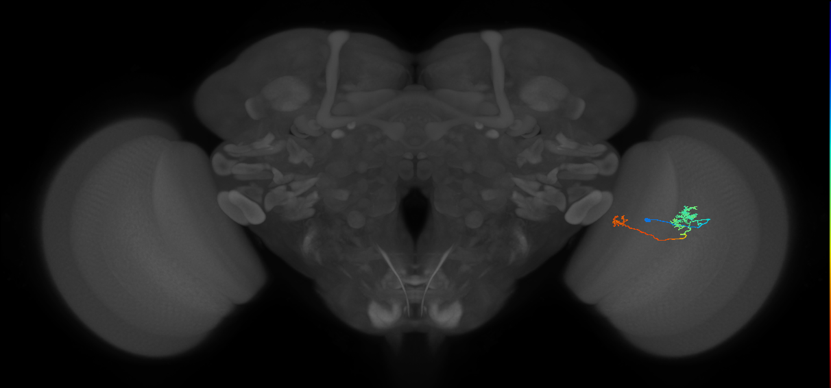 Tm29_R (MaleCNS:90442)