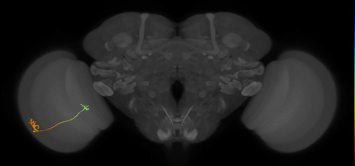 Tm29_L (MaleCNS:534736)