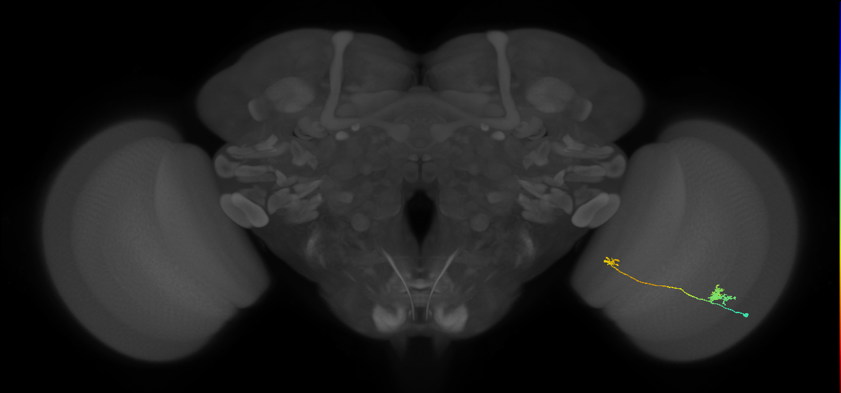 Tm29_R (MaleCNS:91074)