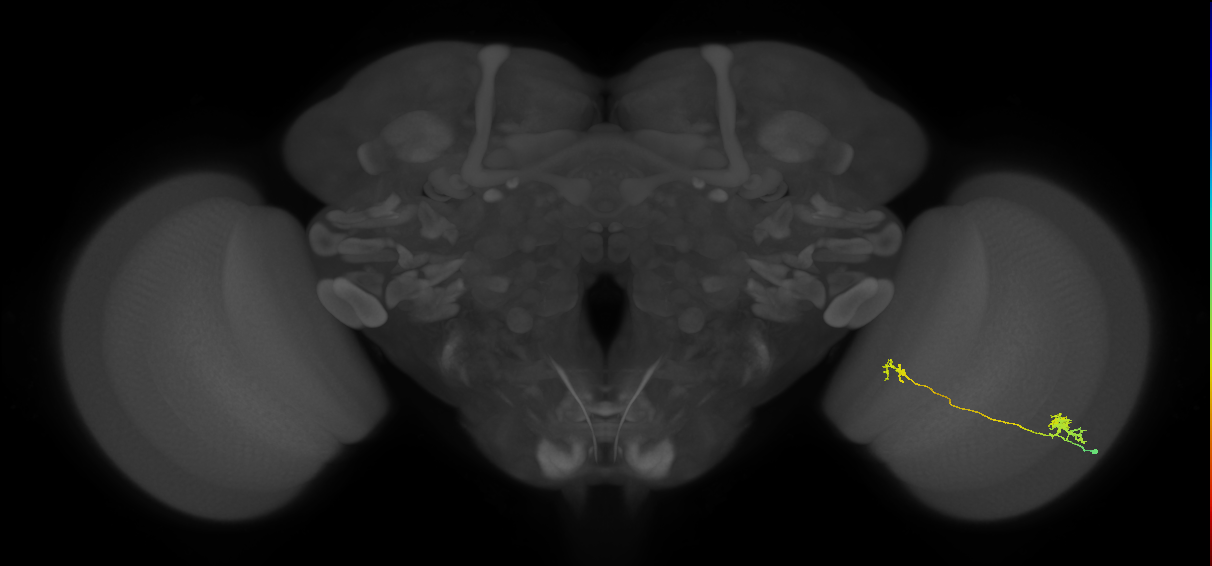Tm29_R (MaleCNS:83859)