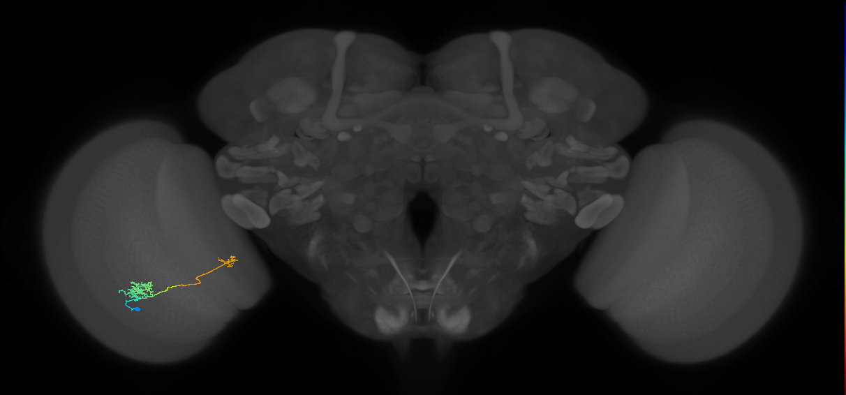Tm29_L (MaleCNS:39593)