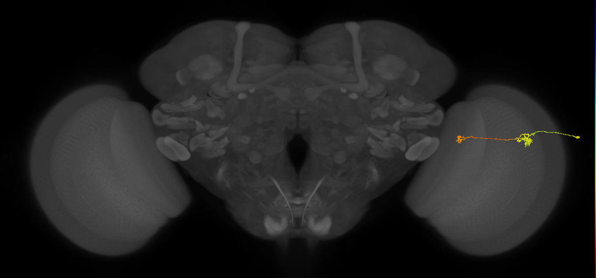 Tm29_R (MaleCNS:165845)