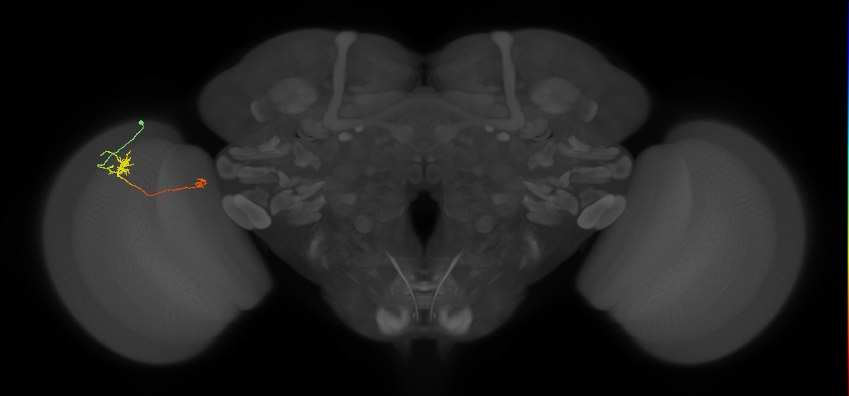 Tm29_L (MaleCNS:530760)