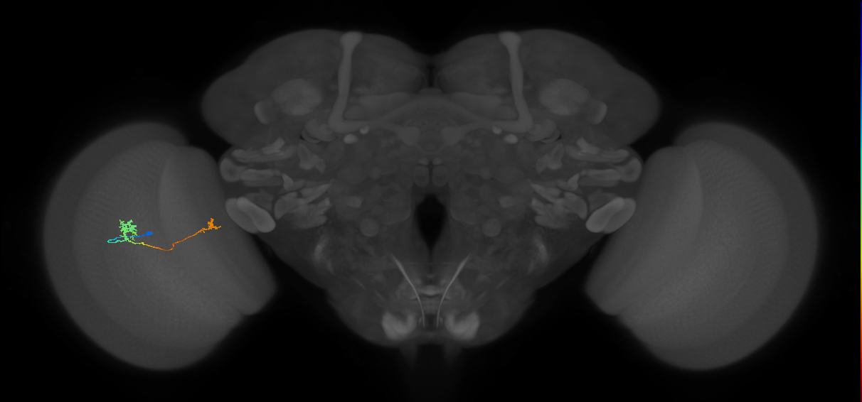 Tm29_L (MaleCNS:512706)