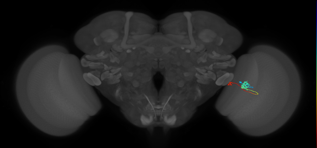 Tm29_R (MaleCNS:112274)