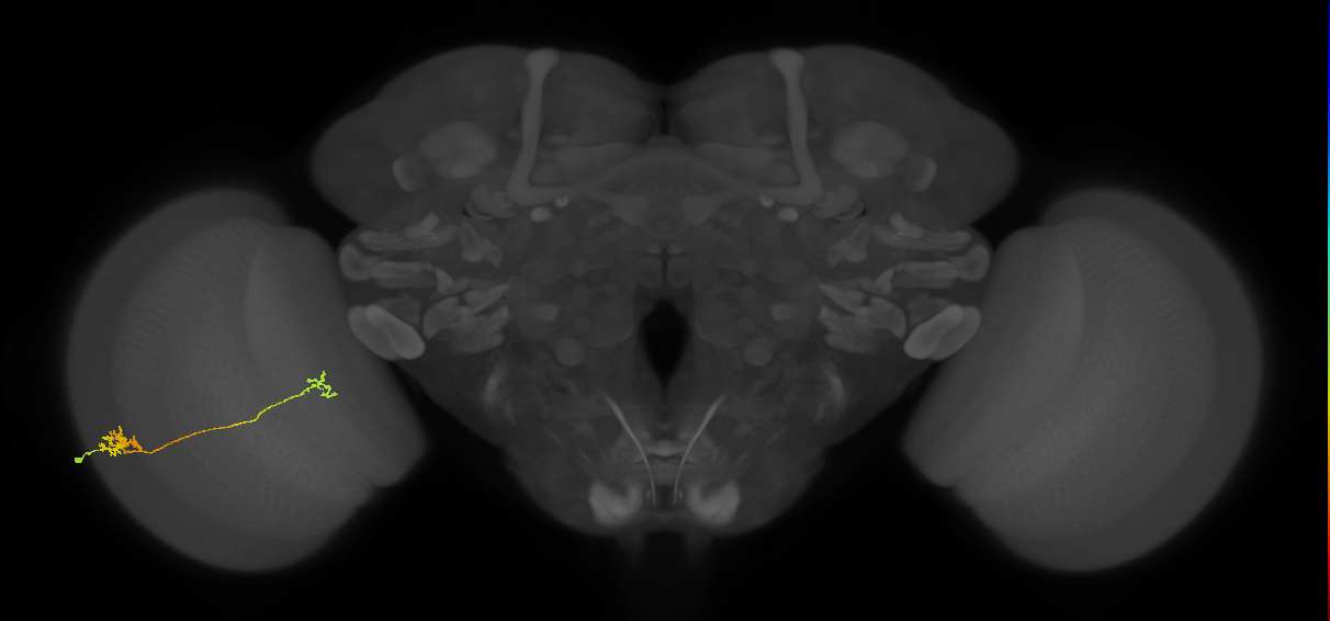 Tm29_L (MaleCNS:85040)