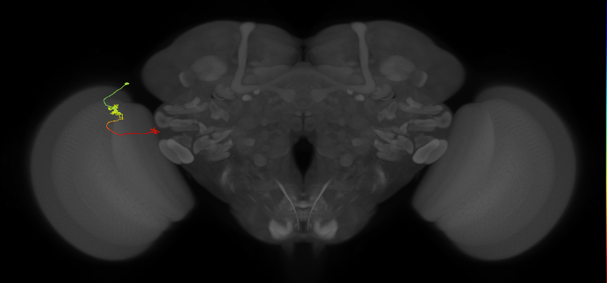 Tm29_L (MaleCNS:215474)