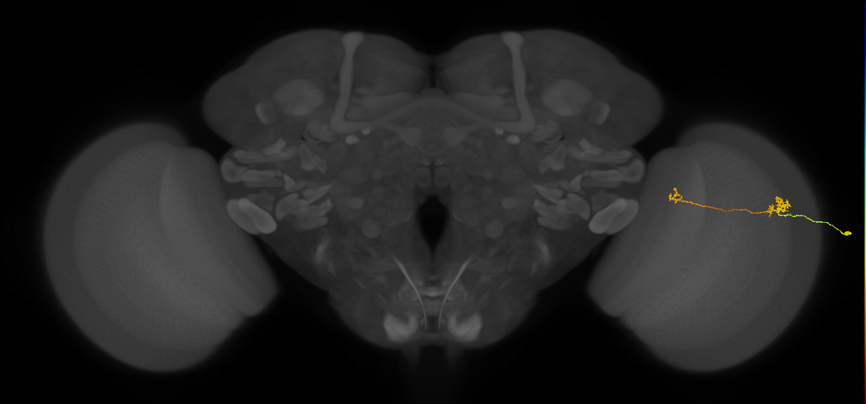 Tm29_R (MaleCNS:159671)