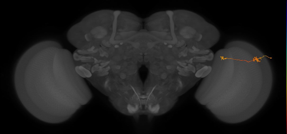 Tm29_R (MaleCNS:133052)