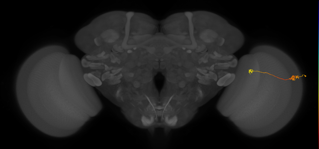 Tm29_R (MaleCNS:116054)