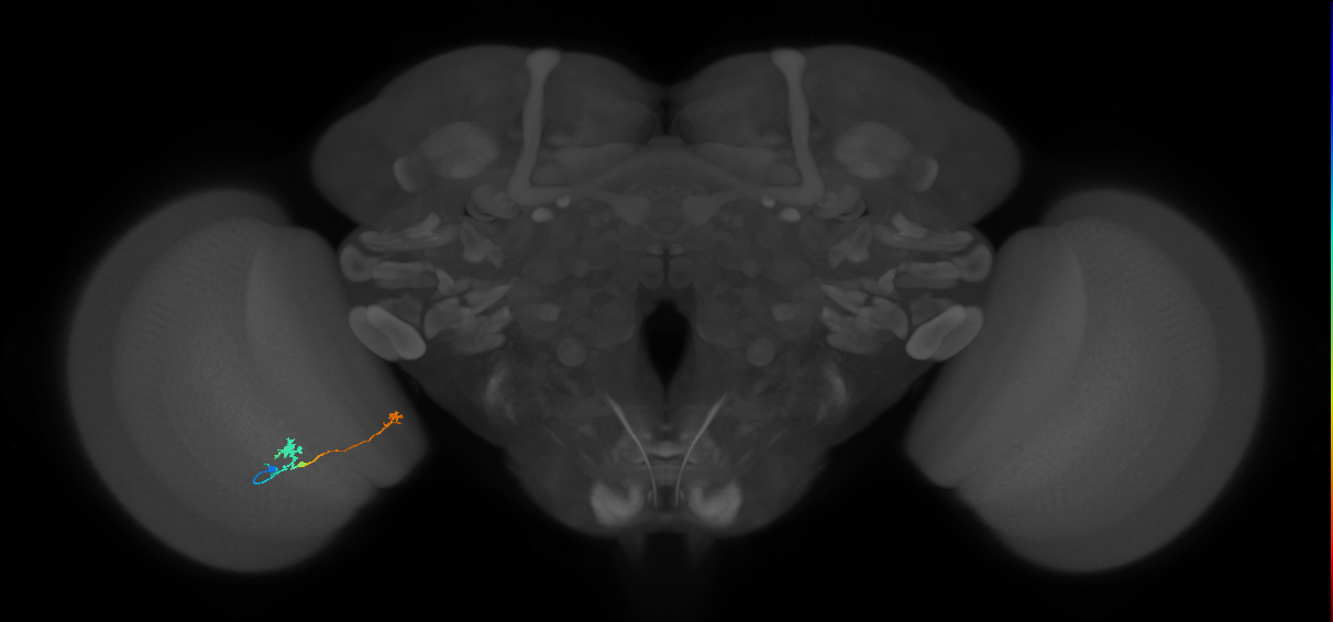Tm29_L (MaleCNS:547463)