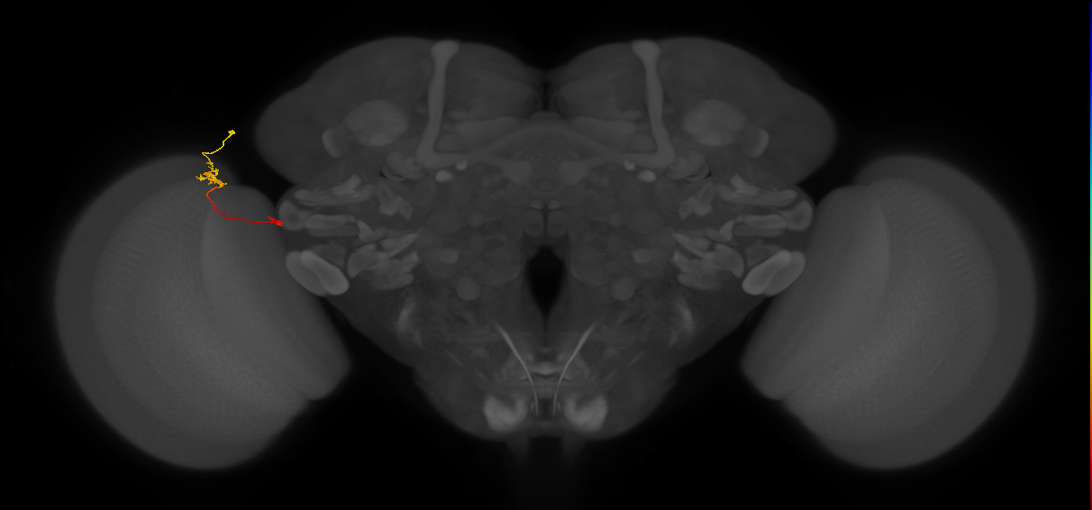 Tm29_L (MaleCNS:155809)