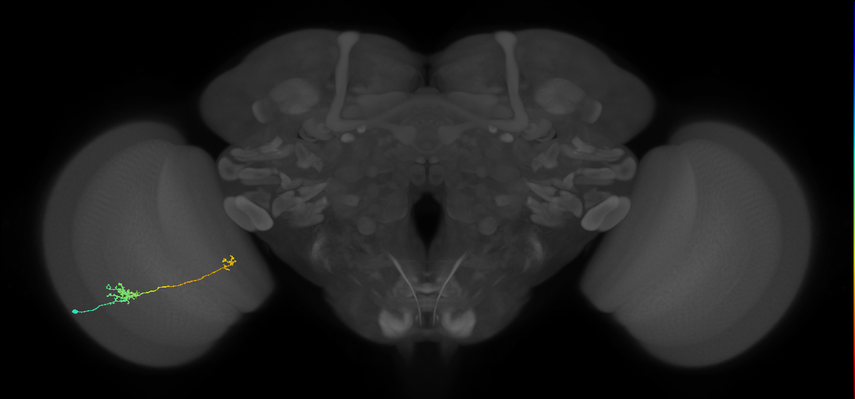 Tm29_L (MaleCNS:542249)