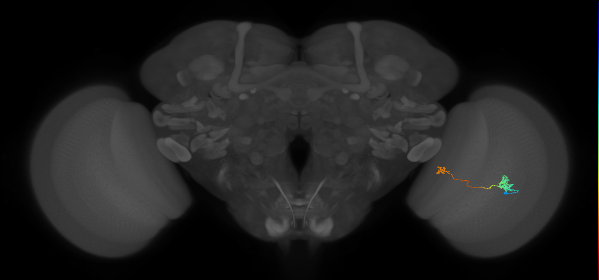 Tm29_R (MaleCNS:98594)