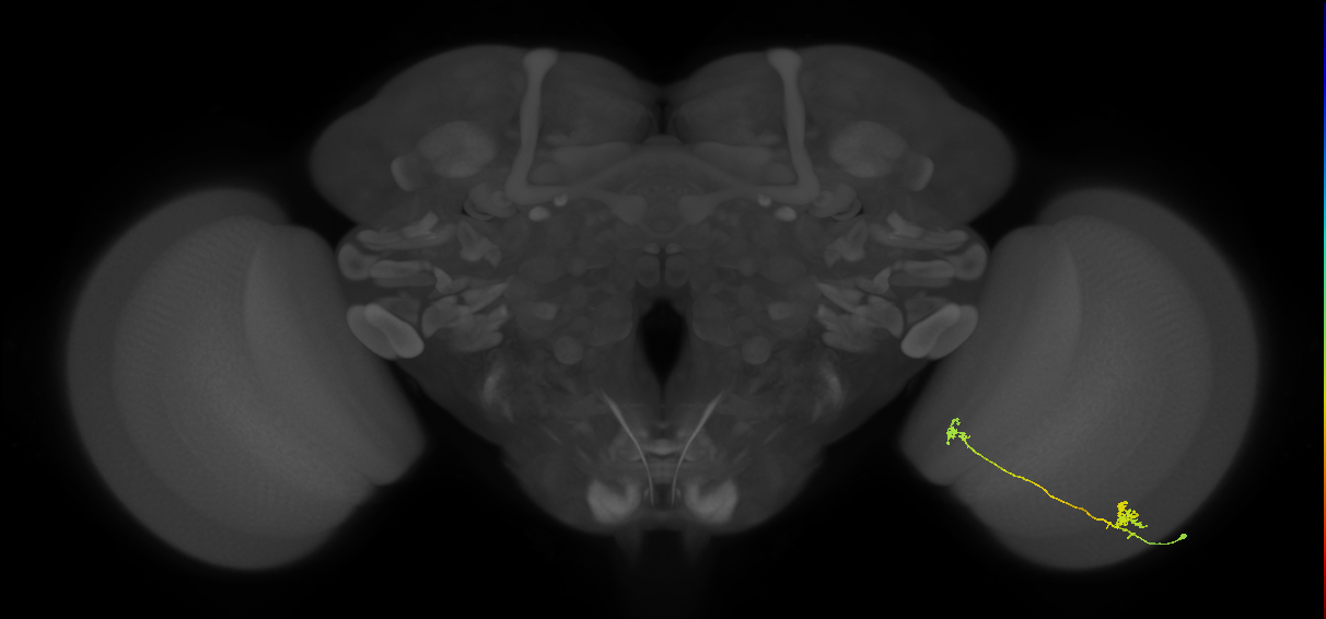 Tm29_R (MaleCNS:91042)