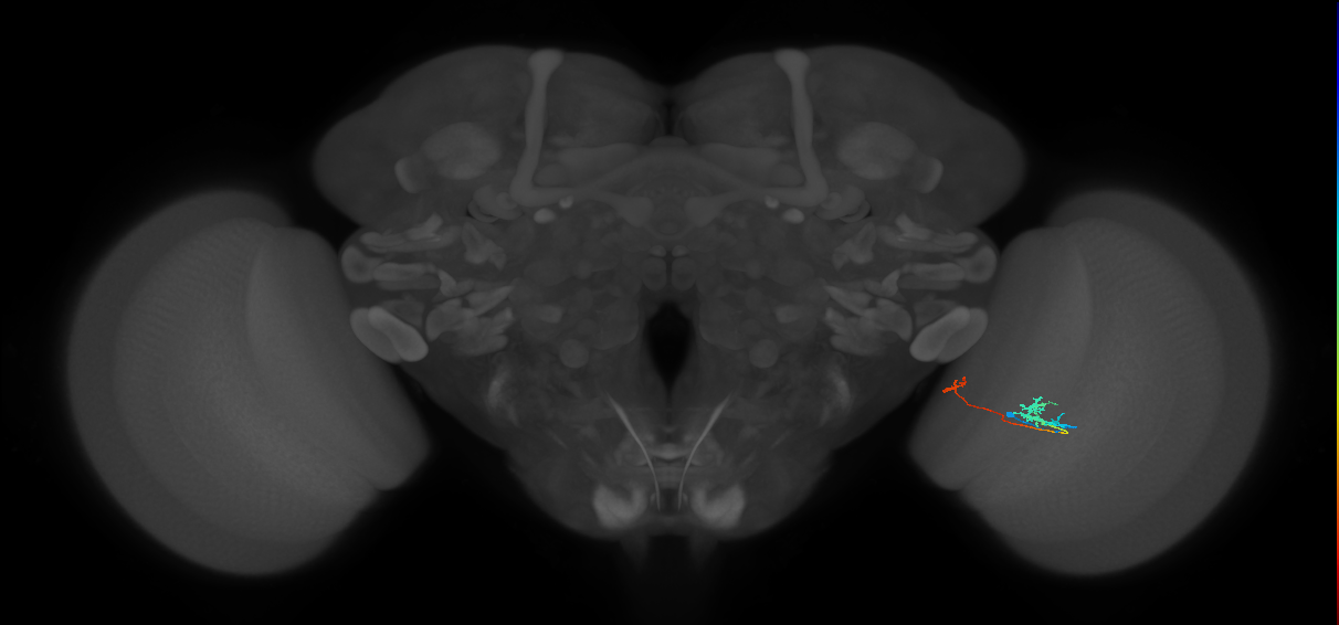 Tm29_R (MaleCNS:579913)