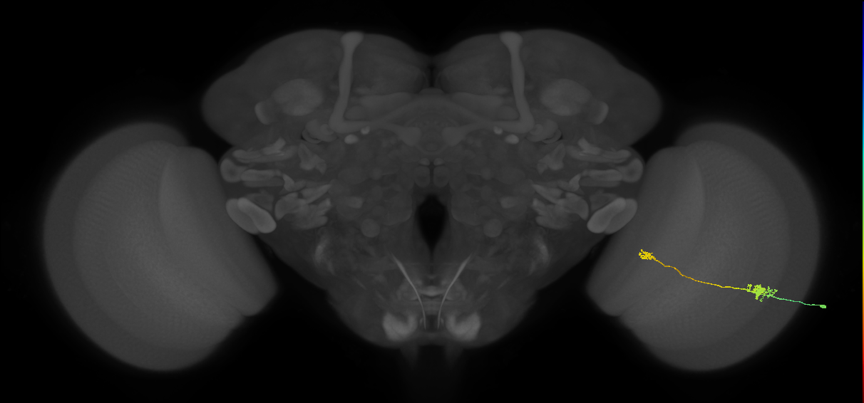 Tm29_R (MaleCNS:83871)