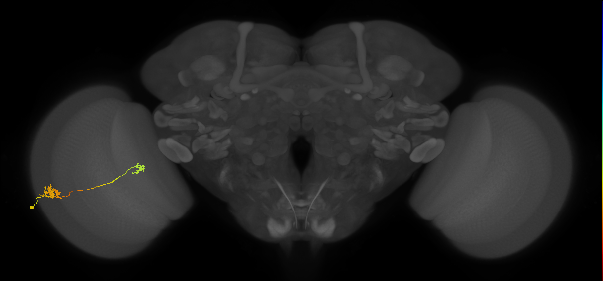 Tm29_L (MaleCNS:73521)