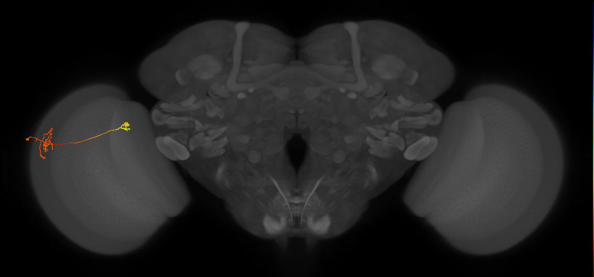 Tm29_L (MaleCNS:169699)